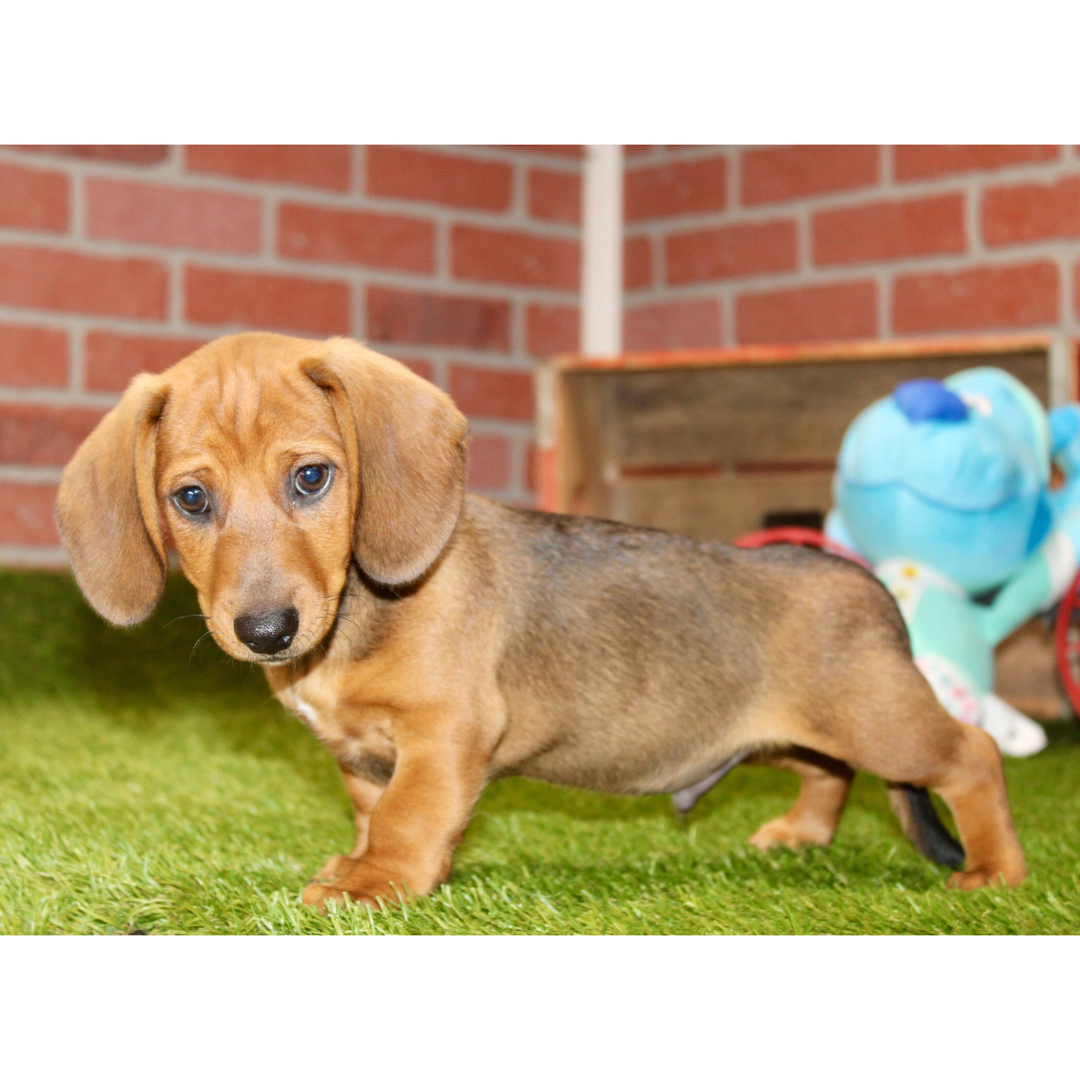 Dachshund Puppy 2
