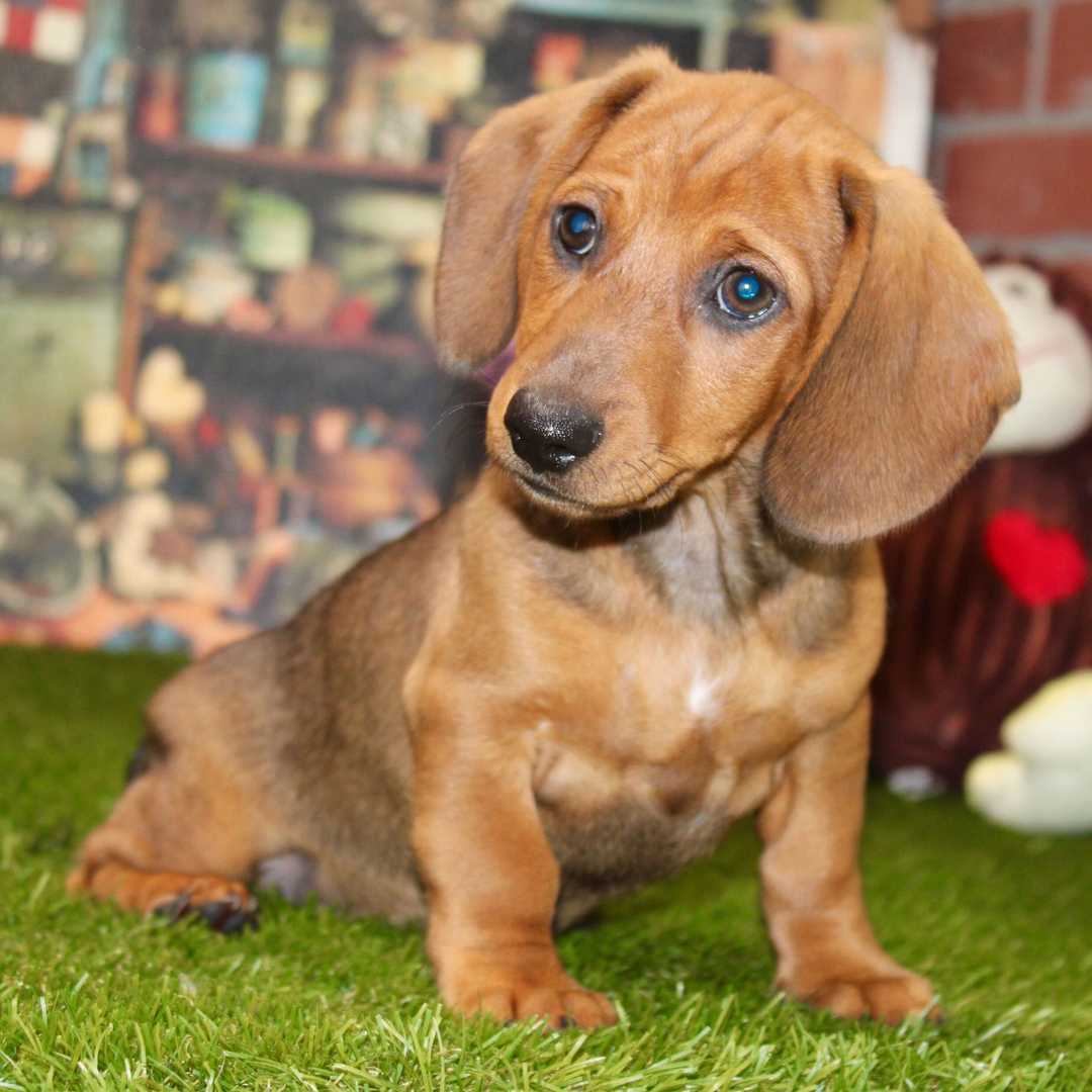 Dachshund Puppy 4