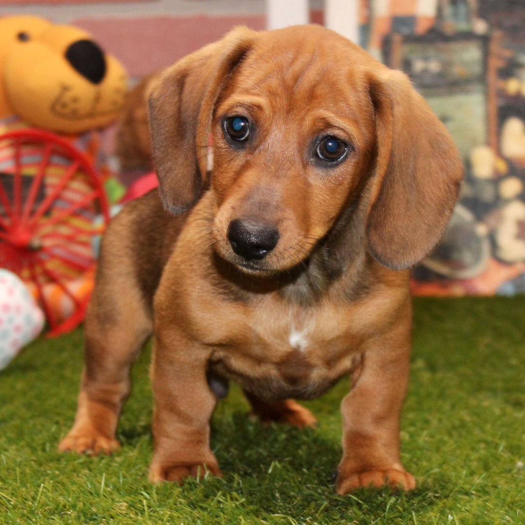 Dachshund Puppy