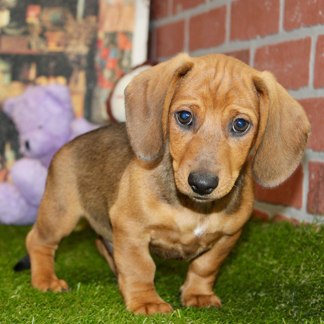 Dachshund Puppy 3