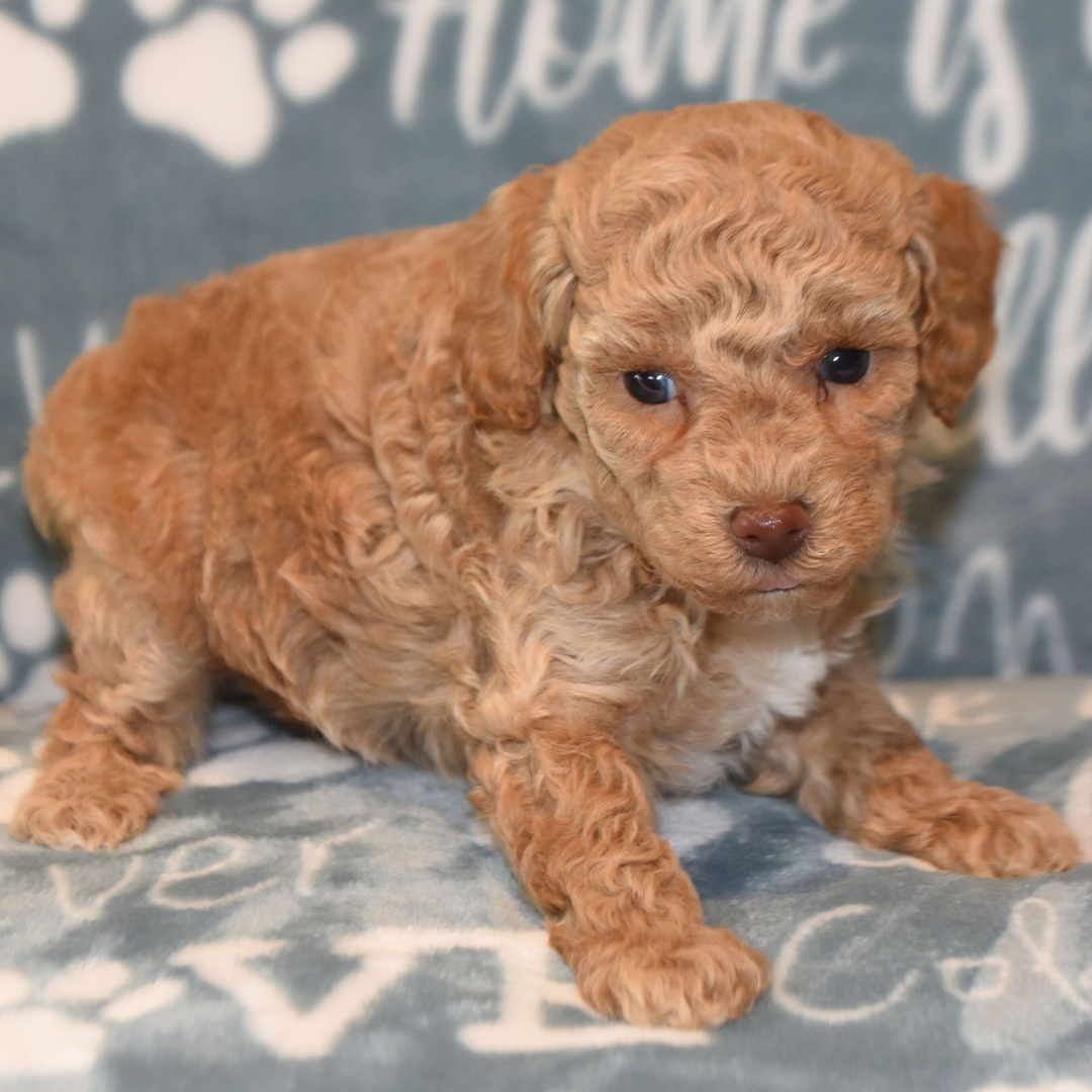 Dachshund Puppy 4