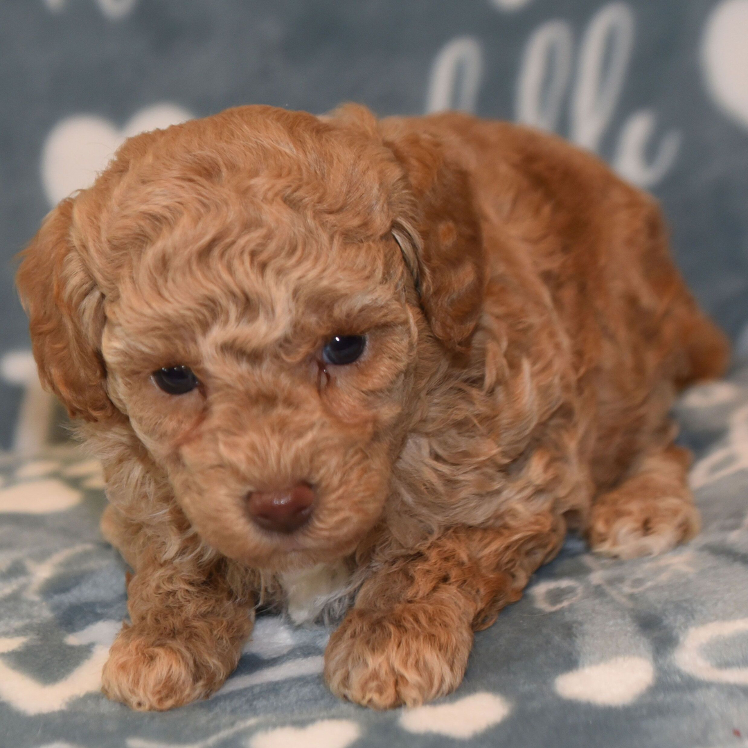Dachshund Puppy 2