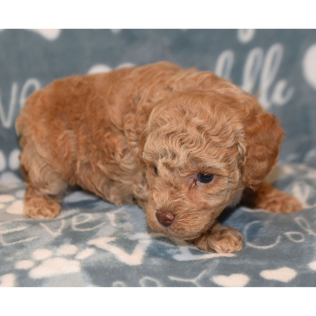 Dachshund Puppy 3