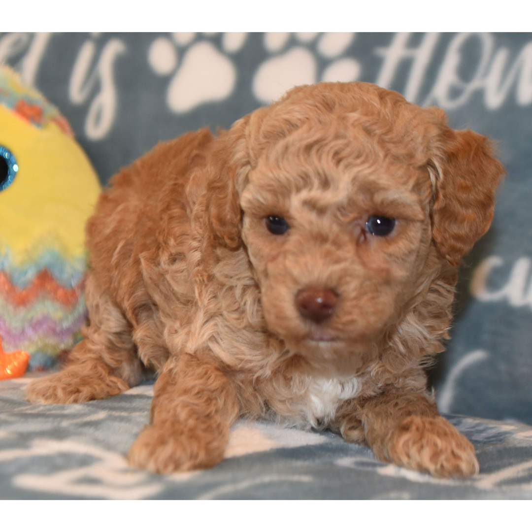 Dachshund Puppy