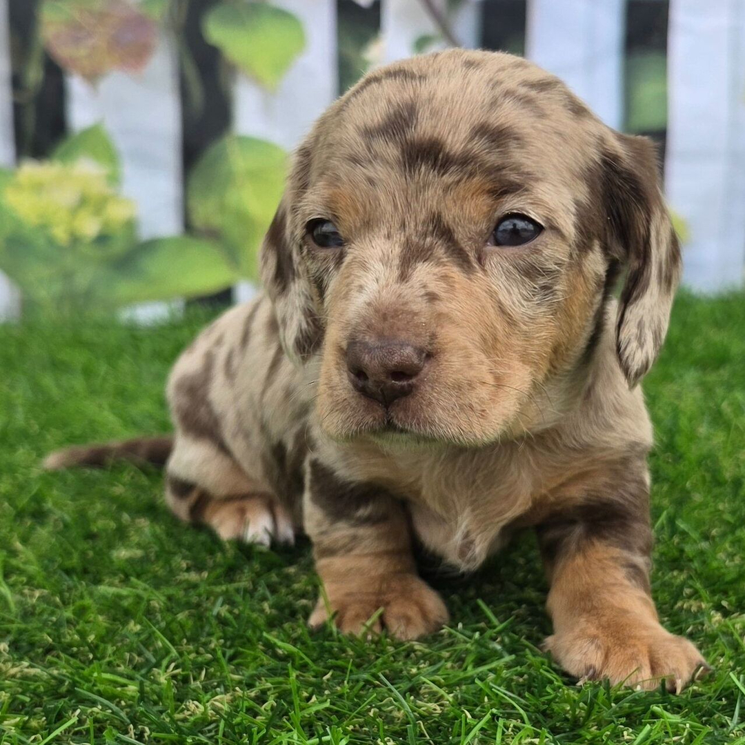 Dachshund Puppy
