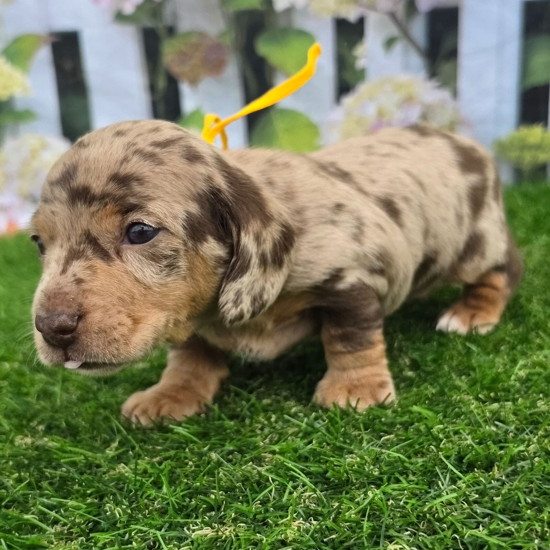Dachshund Puppy 3
