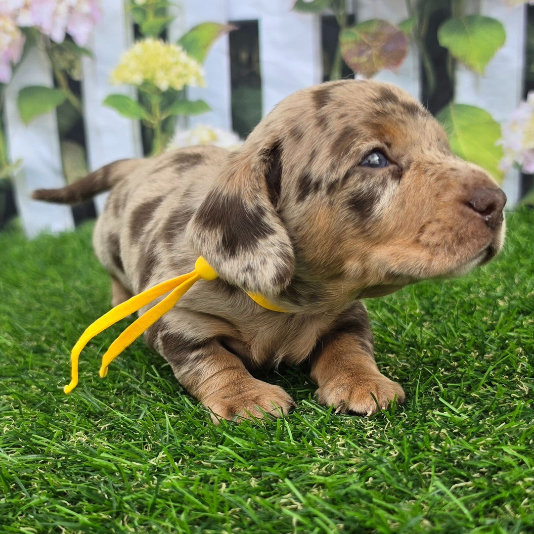 Dachshund Puppy 2