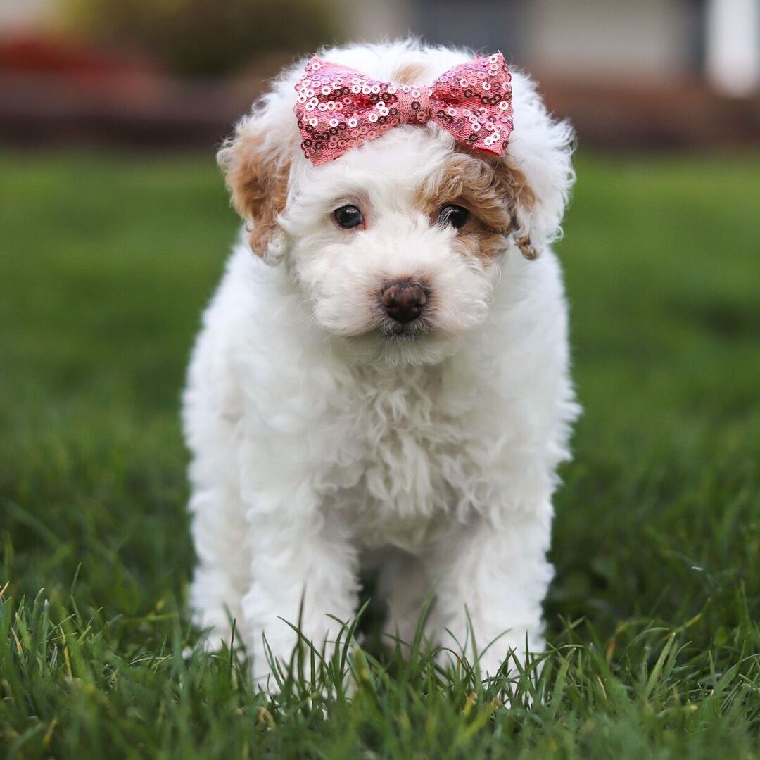 Dachshund Puppy 4