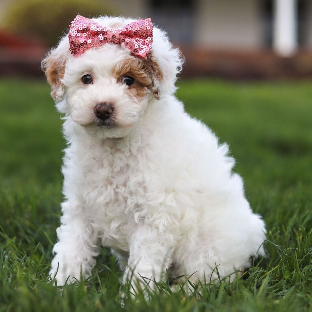 Dachshund Puppy 3