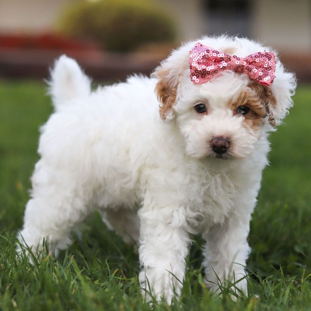 Dachshund Puppy 2
