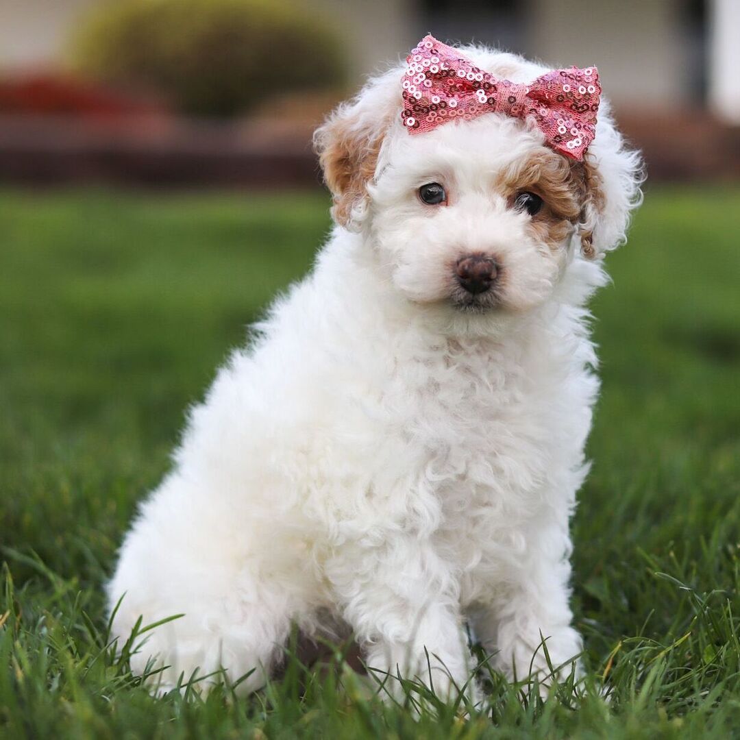 Dachshund Puppy