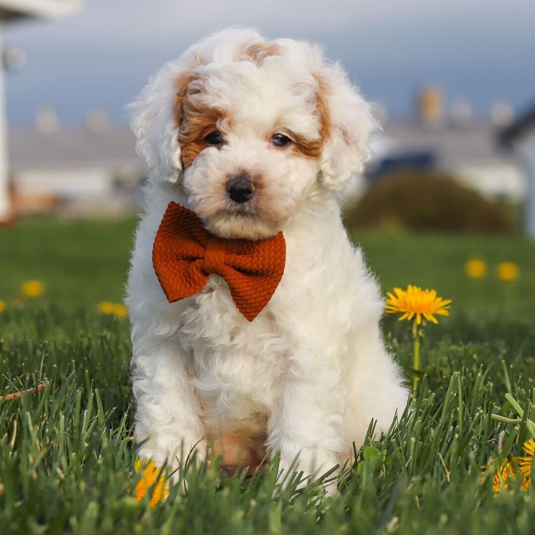 Dachshund Puppy 3