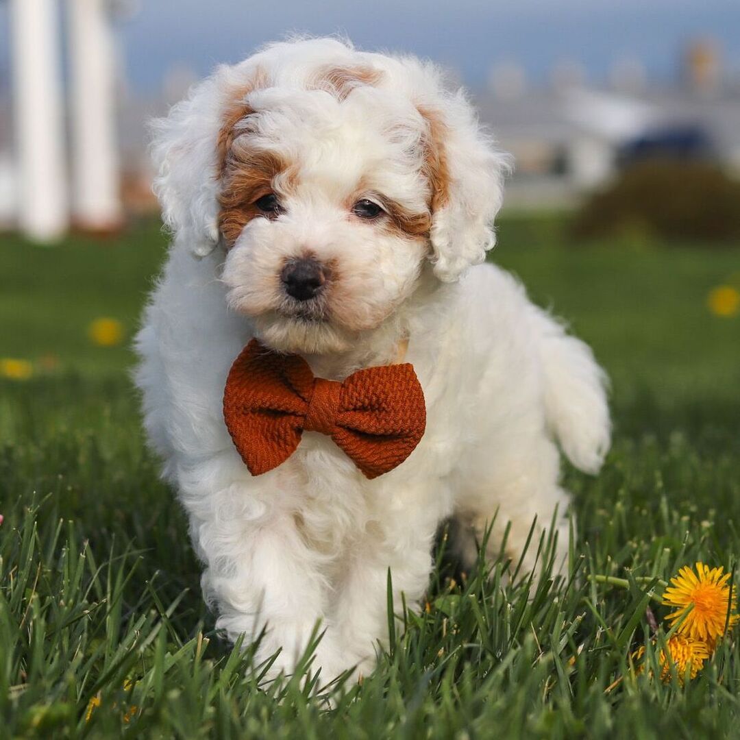 Dachshund Puppy 2
