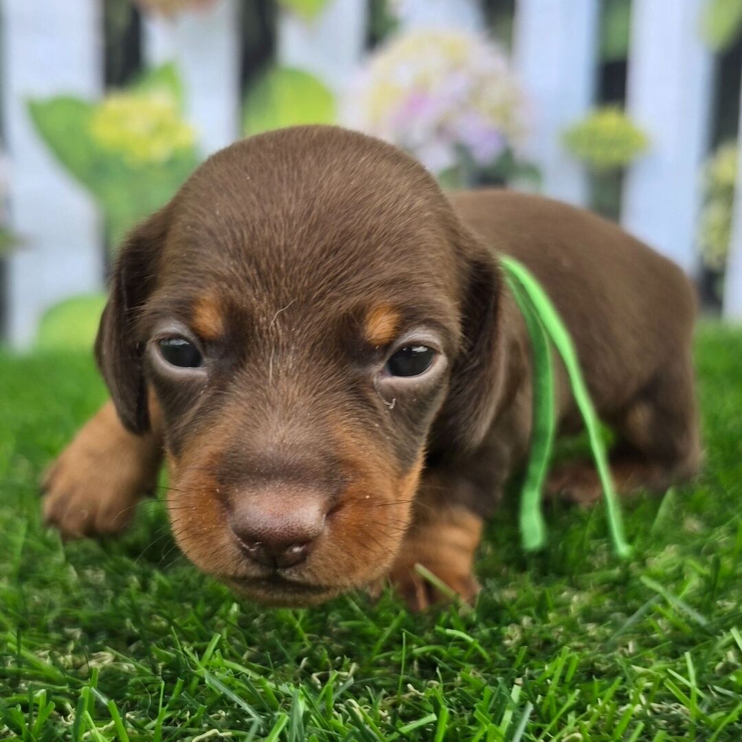 Dachshund Puppy