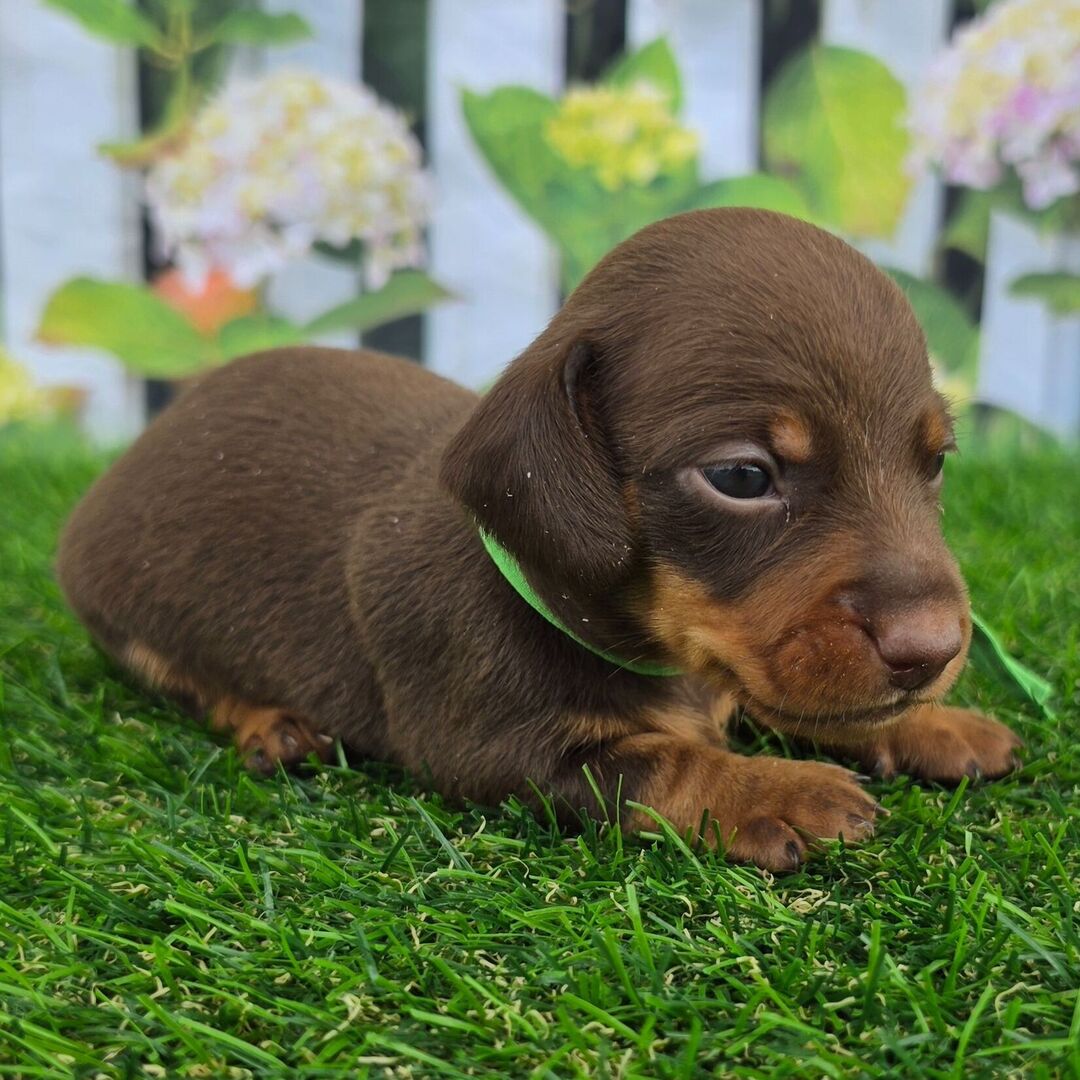 Dachshund Puppy 2