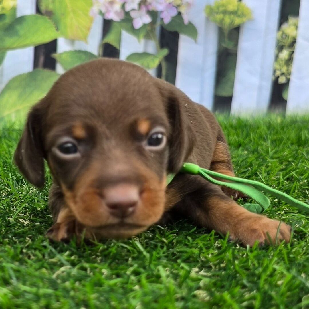 Dachshund Puppy 3