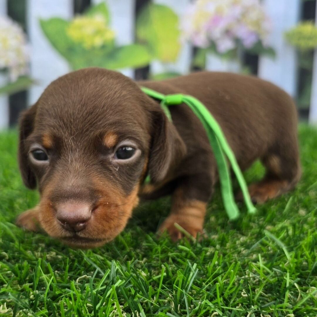 Dachshund Puppy 4