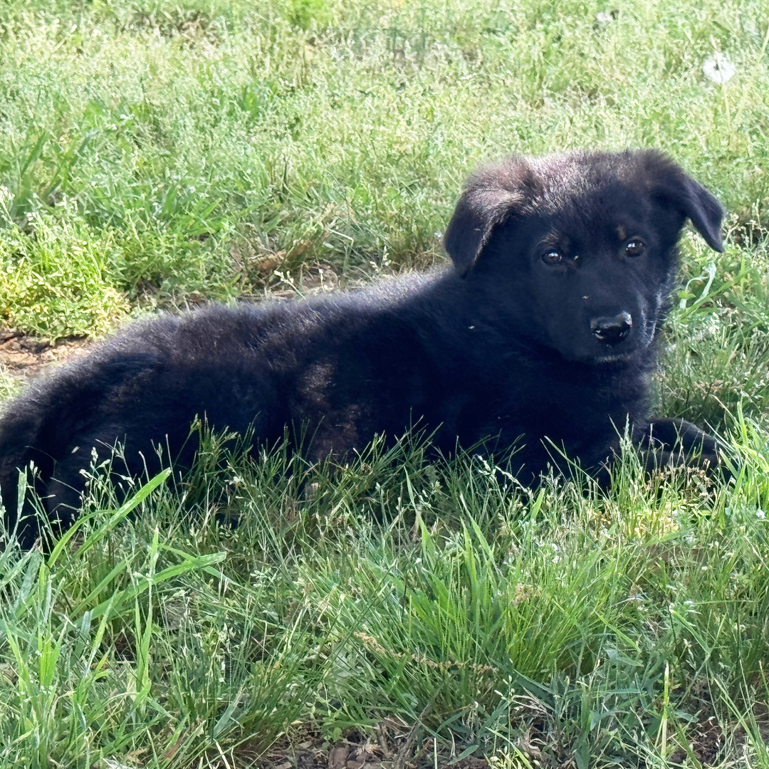 Dachshund Puppy 3