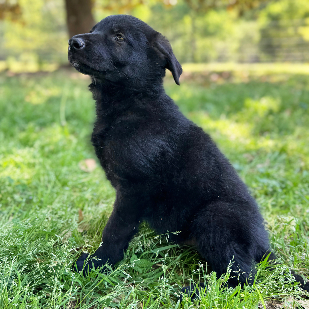 Dachshund Puppy 2