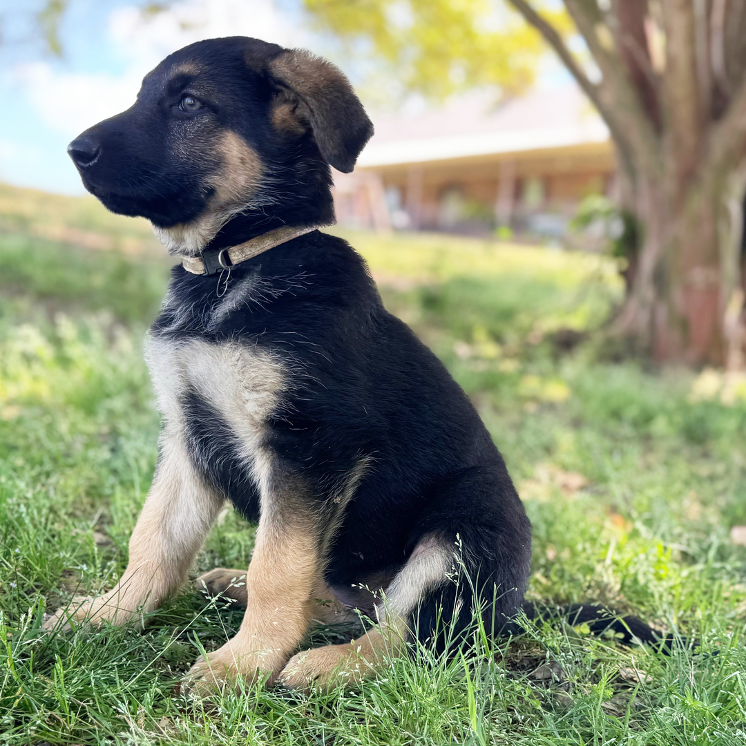 Dachshund Puppy
