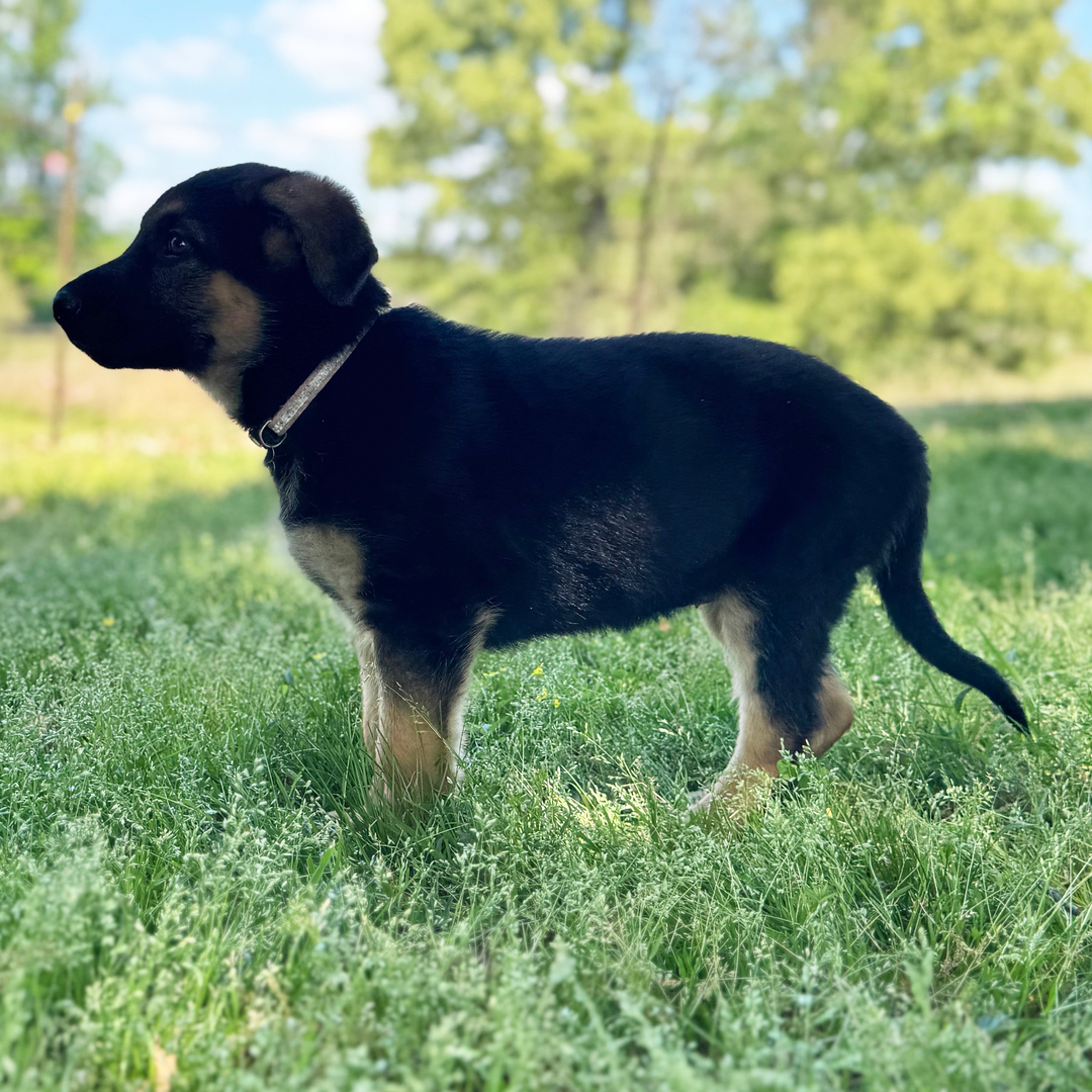 Dachshund Puppy 2