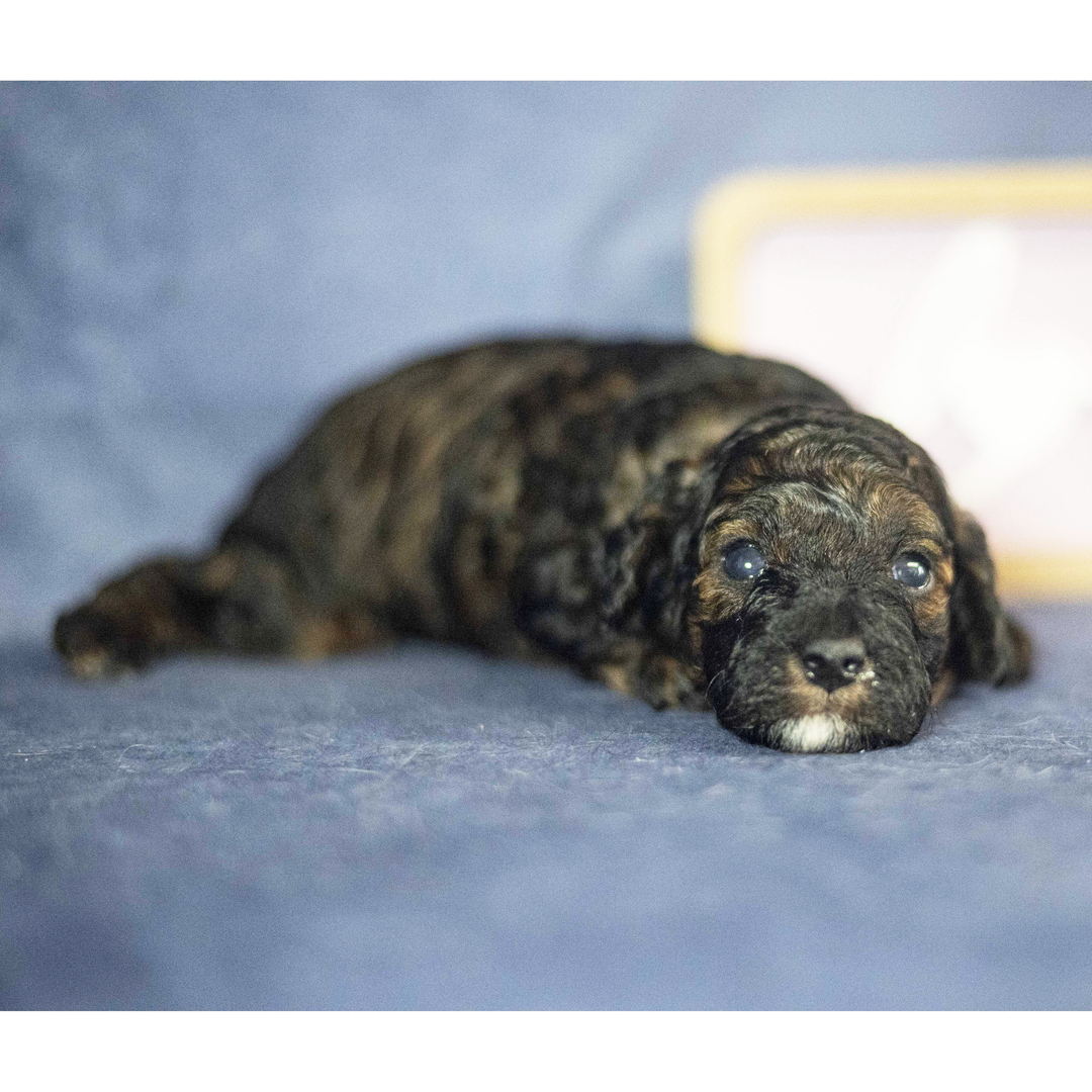 Dachshund Puppy 3