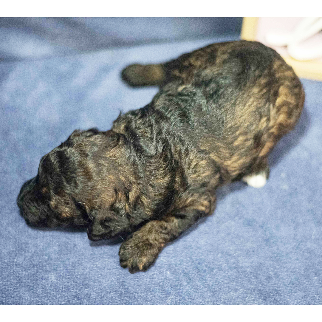 Dachshund Puppy