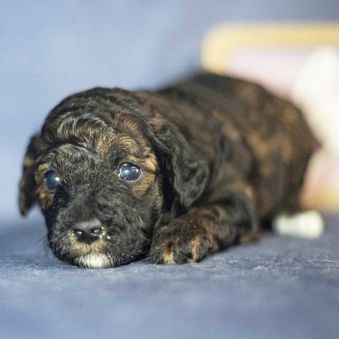 Dachshund Puppy 4