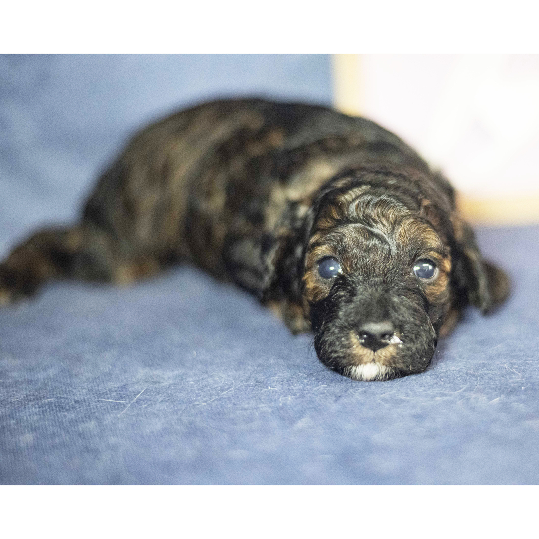 Dachshund Puppy 2
