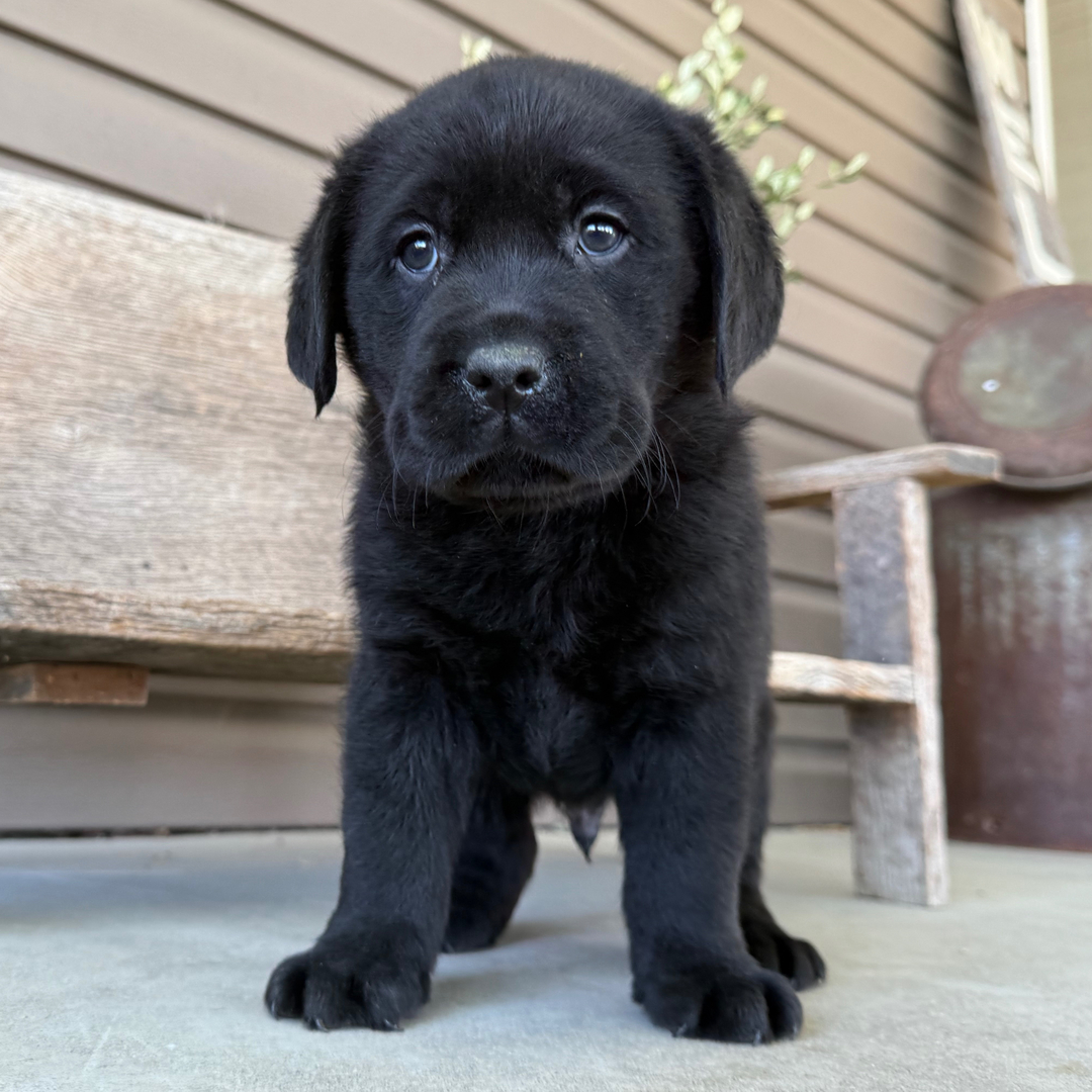 Dachshund Puppy