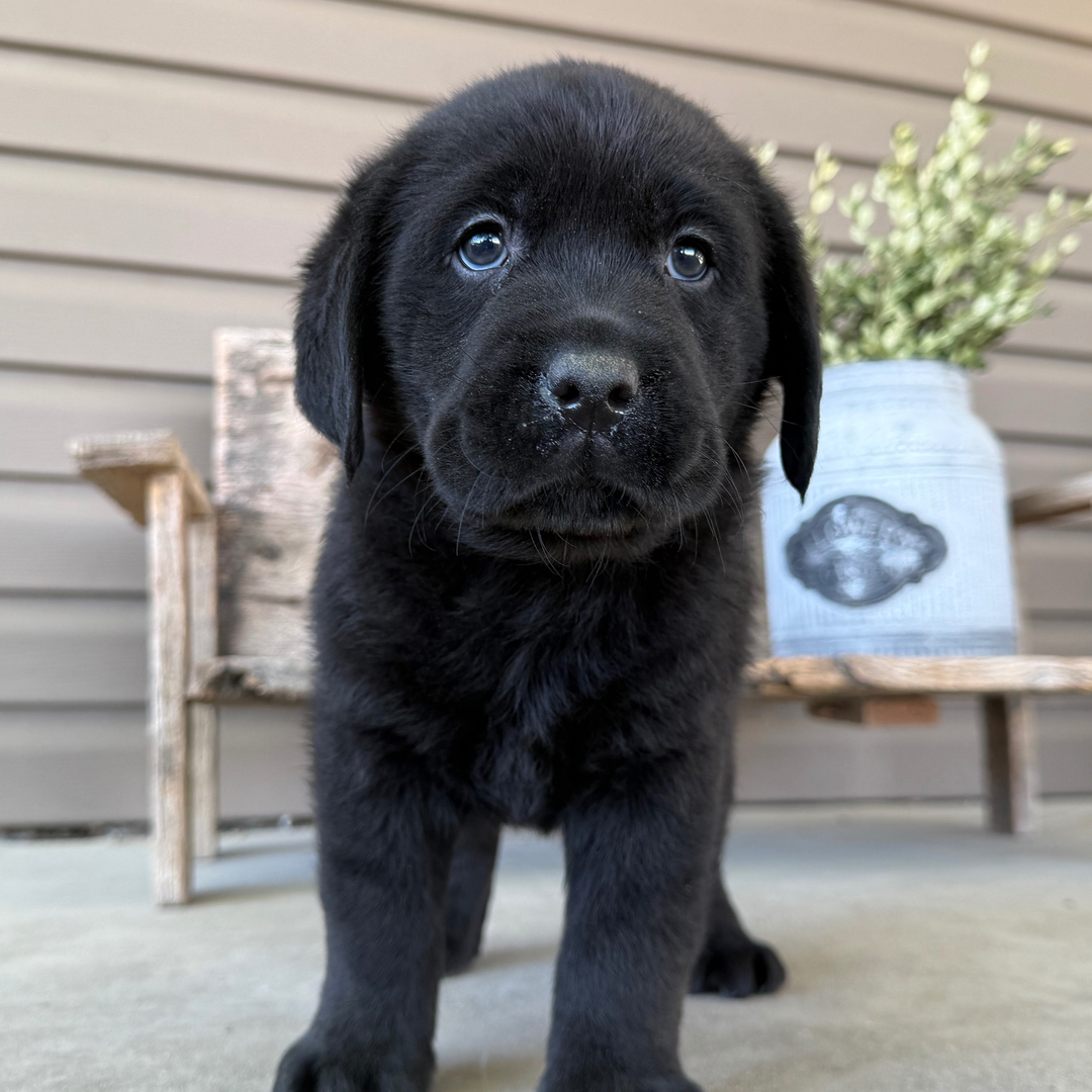 Dachshund Puppy 2