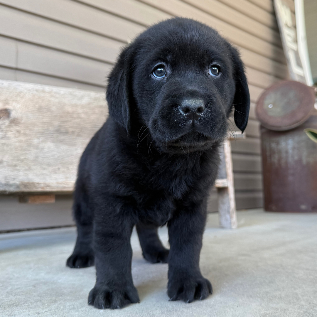 Dachshund Puppy 3