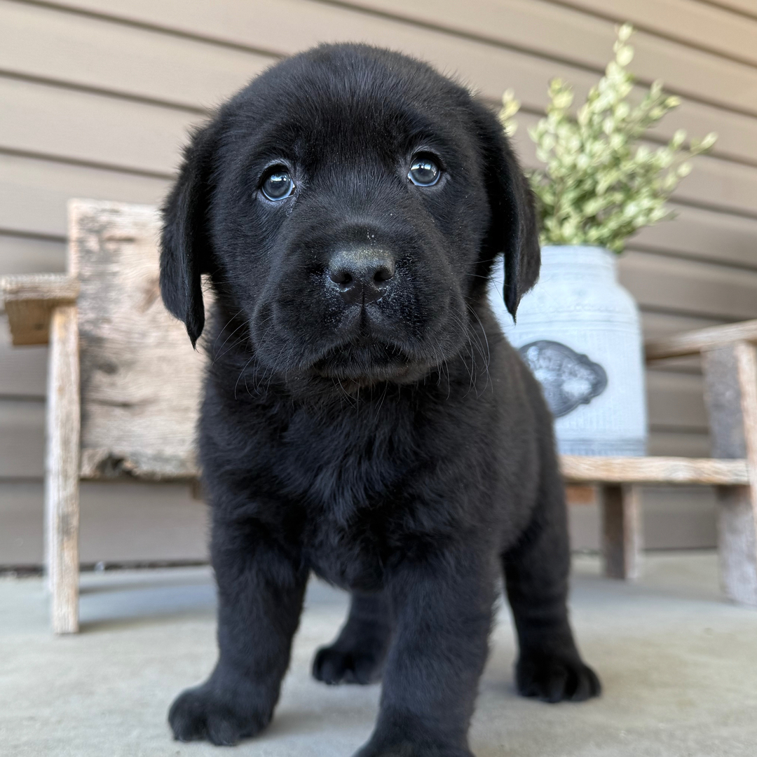 Dachshund Puppy 4