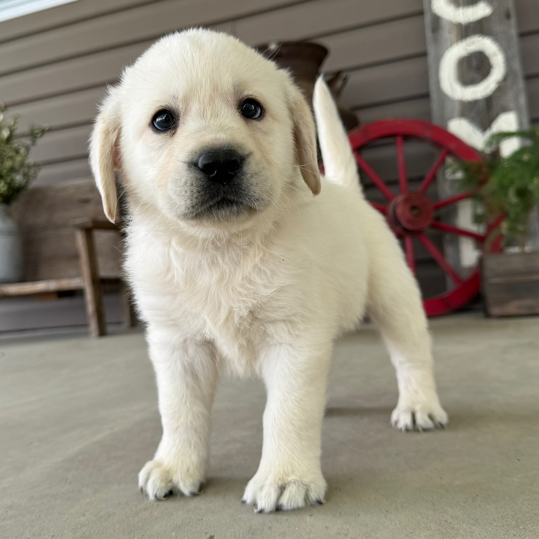 Dachshund Puppy 4