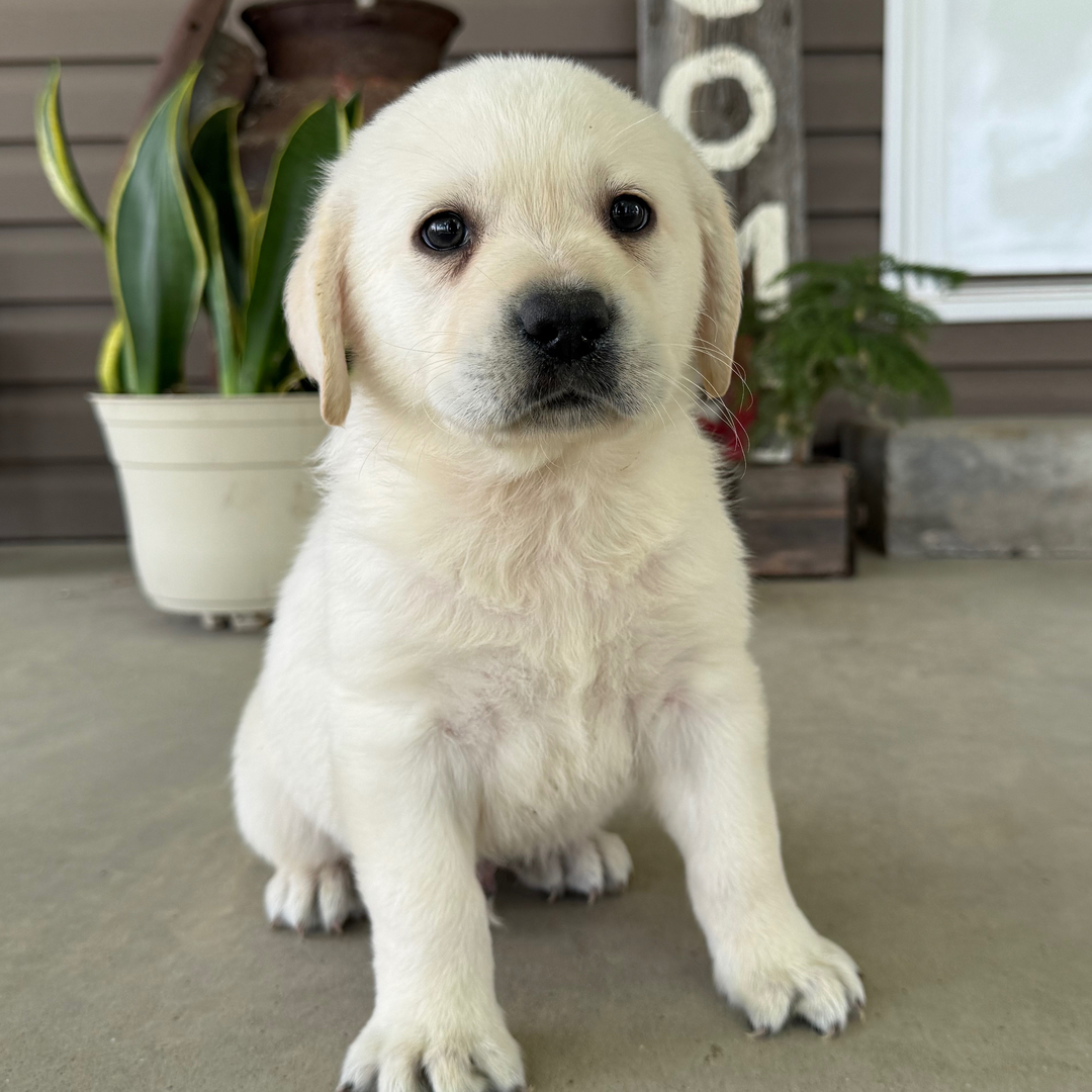 Dachshund Puppy 2