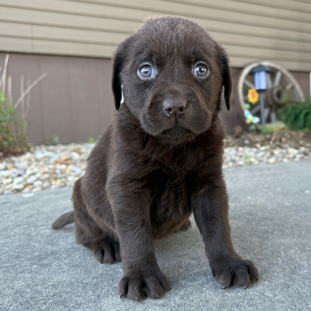 Puppy