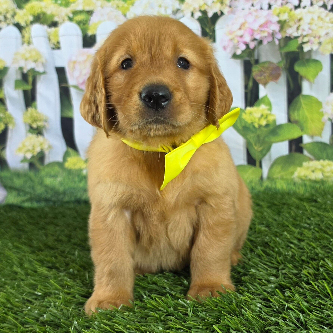 Dachshund Puppy