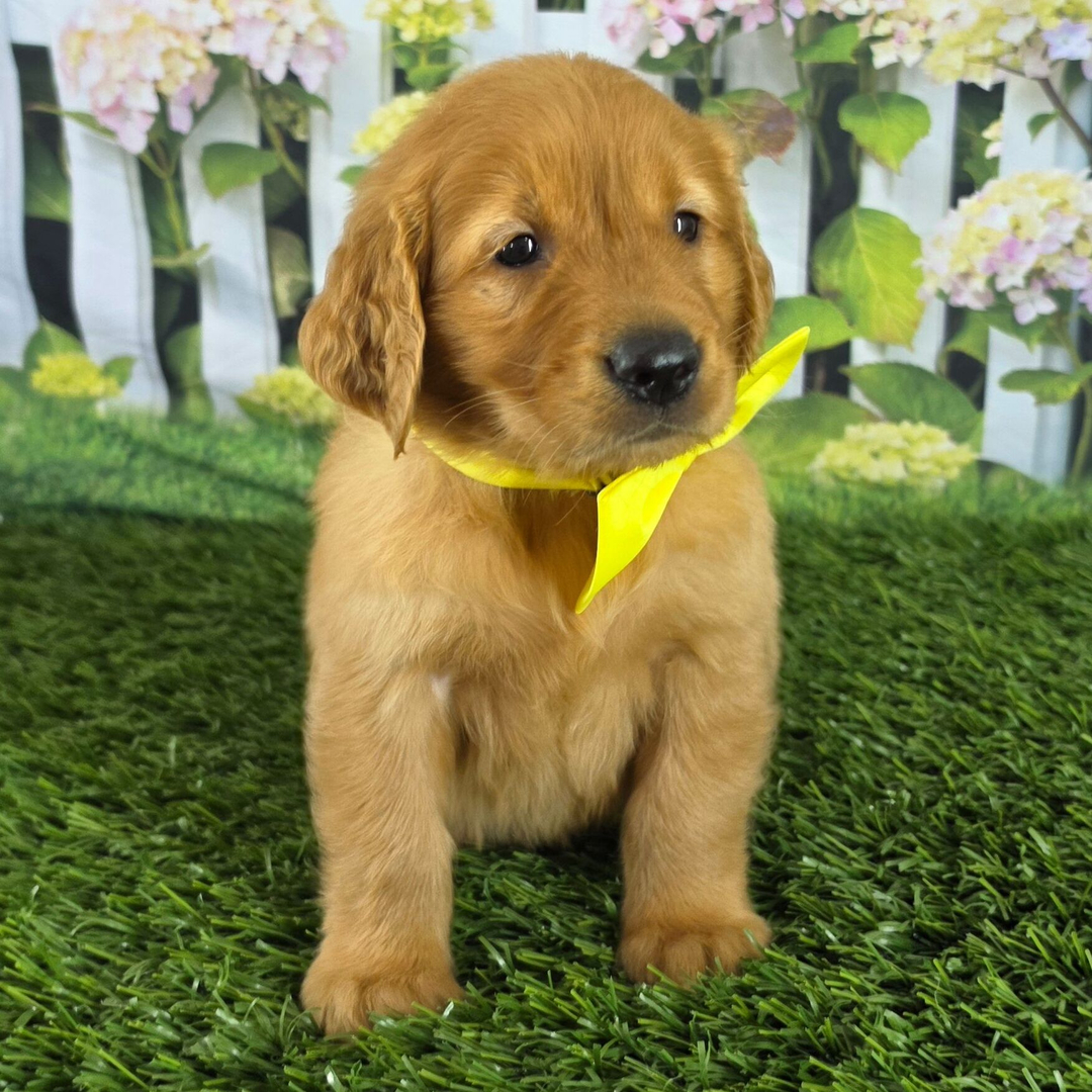 Dachshund Puppy 2
