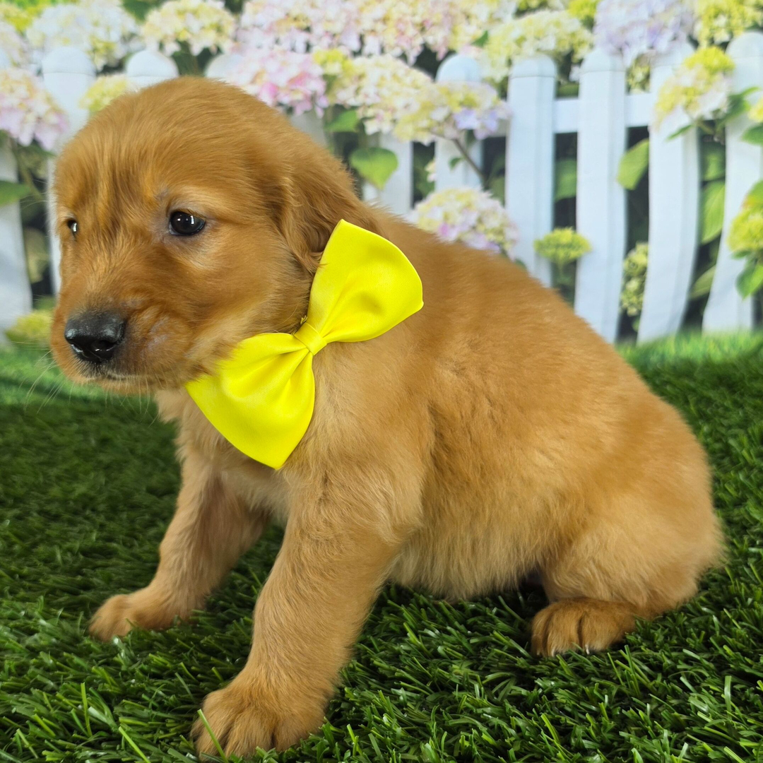 Dachshund Puppy 3