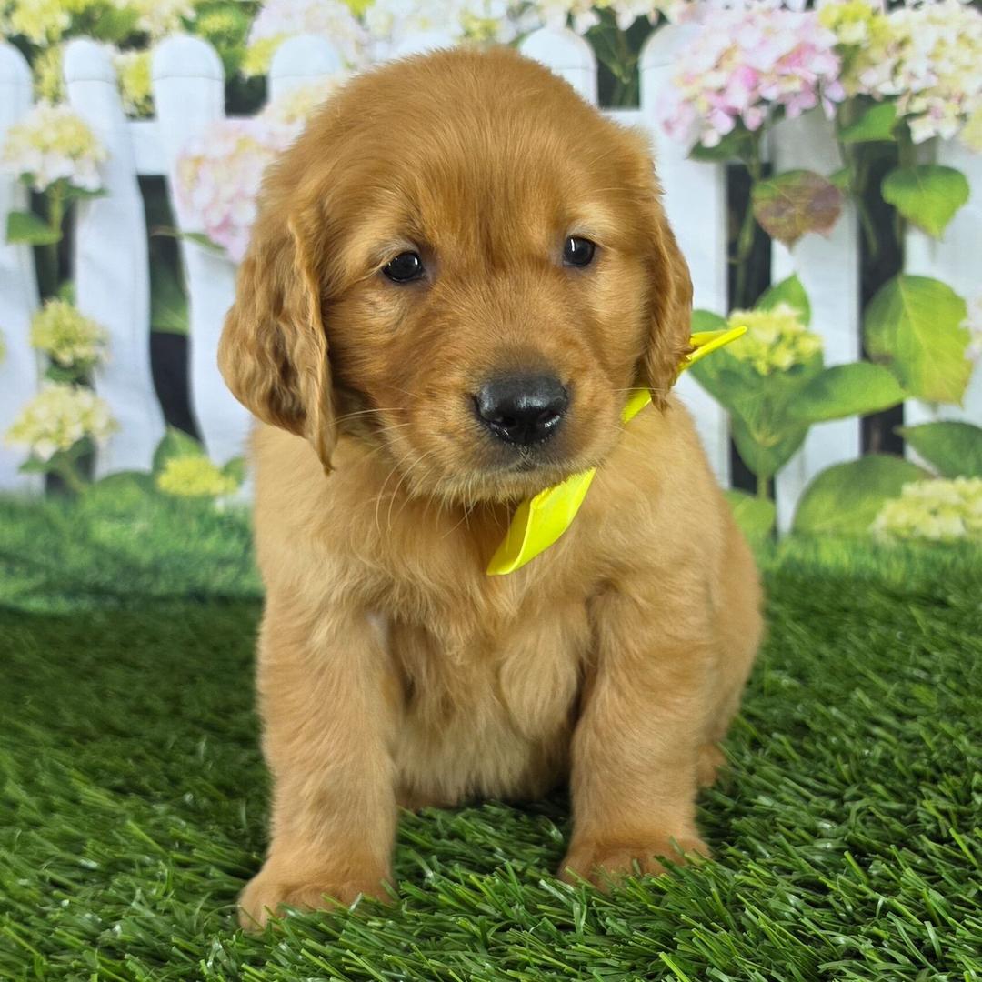 Dachshund Puppy 4