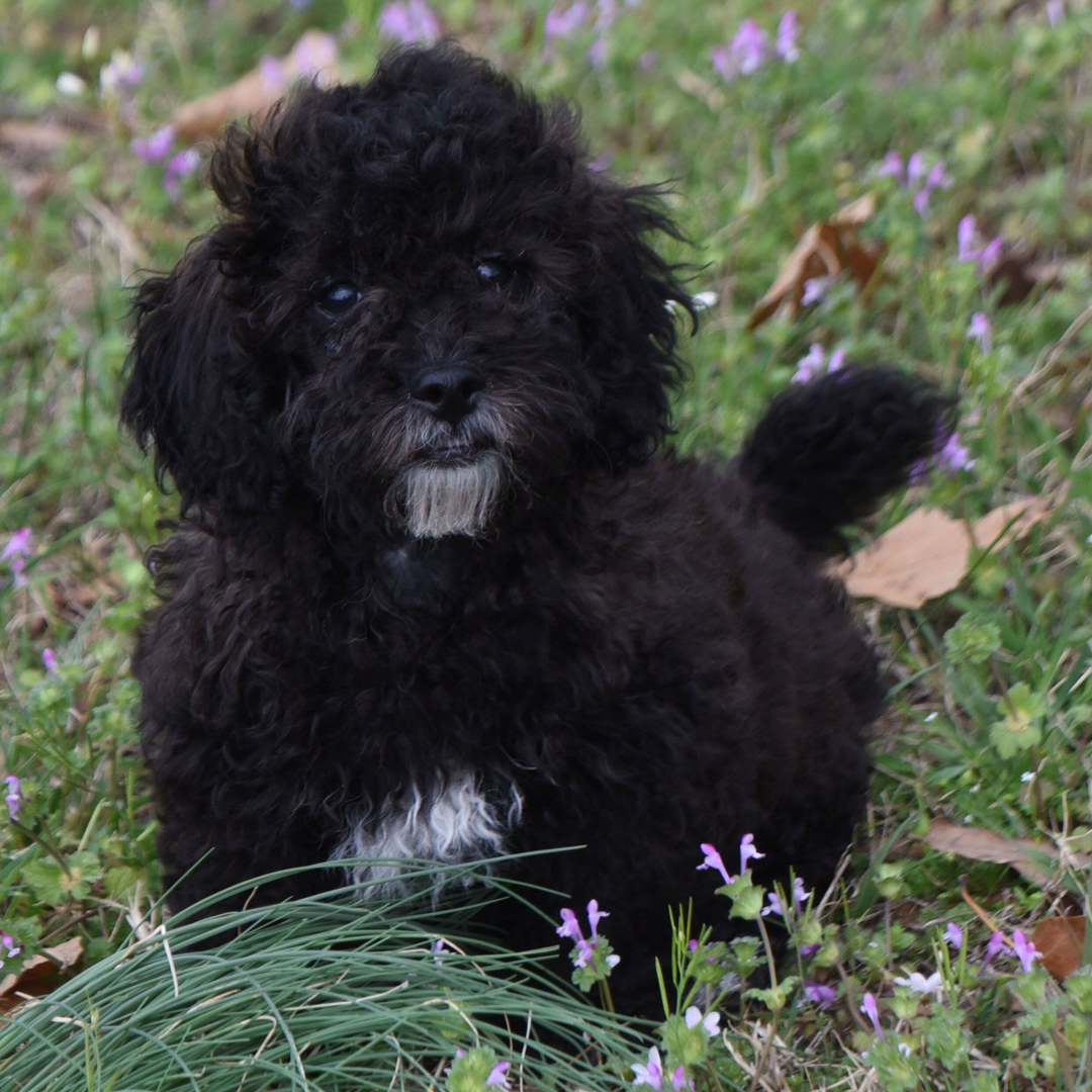 Dachshund Puppy 3