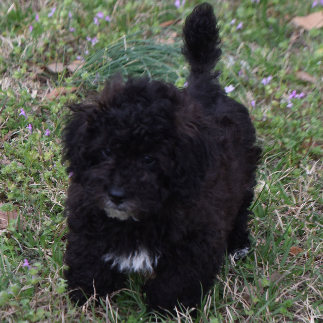 Dachshund Puppy 2