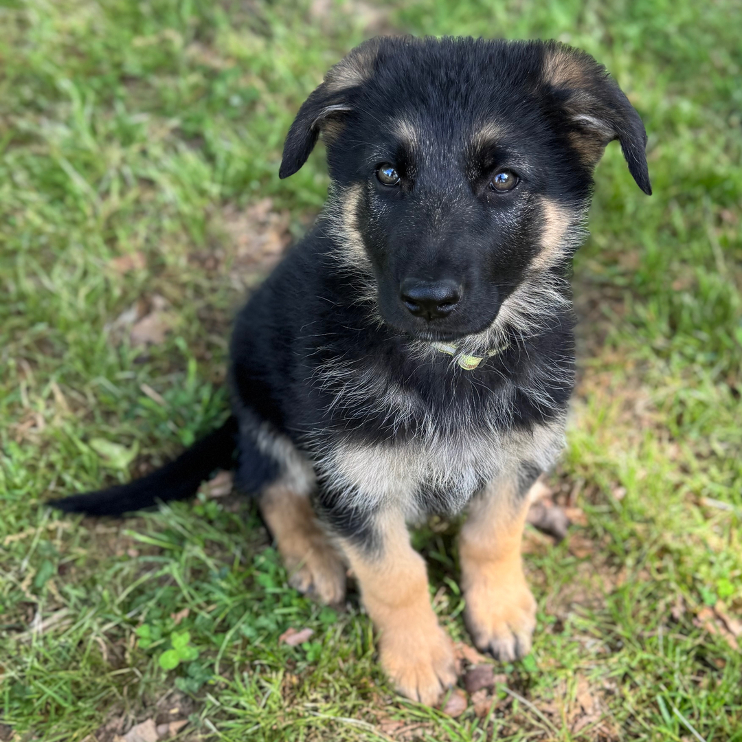 Dachshund Puppy 3