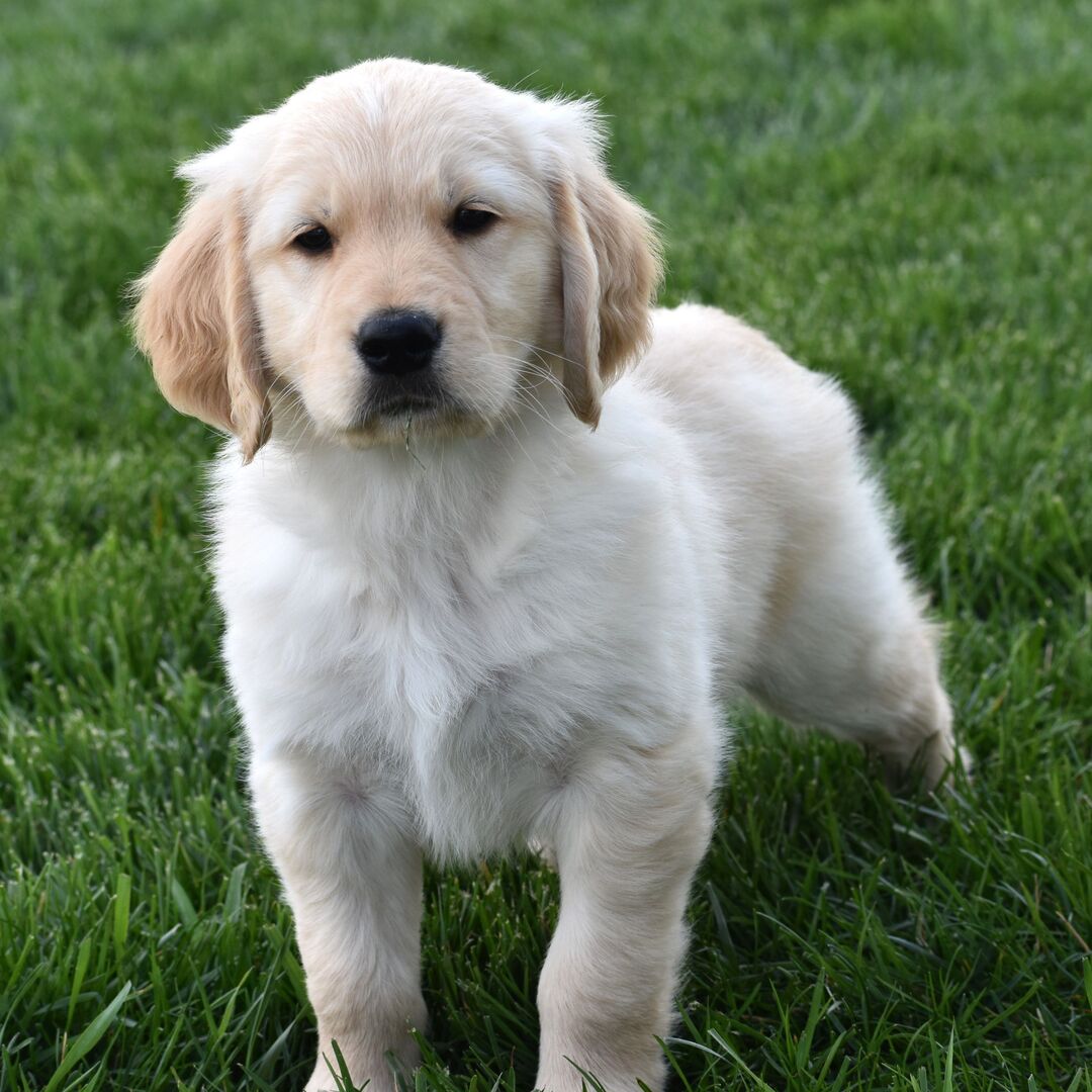 Dachshund Puppy