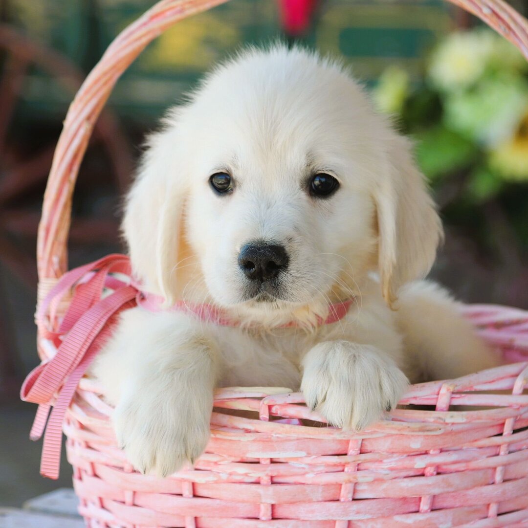 Dachshund Puppy