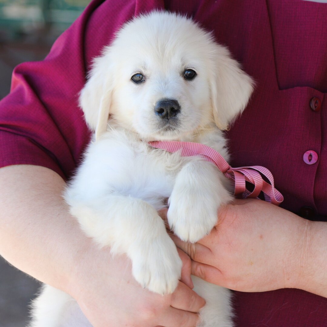 Dachshund Puppy 2