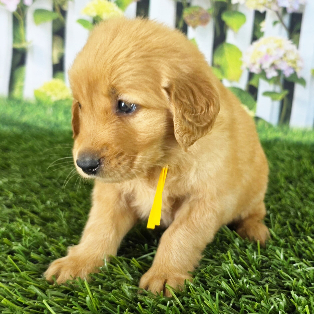 Dachshund Puppy