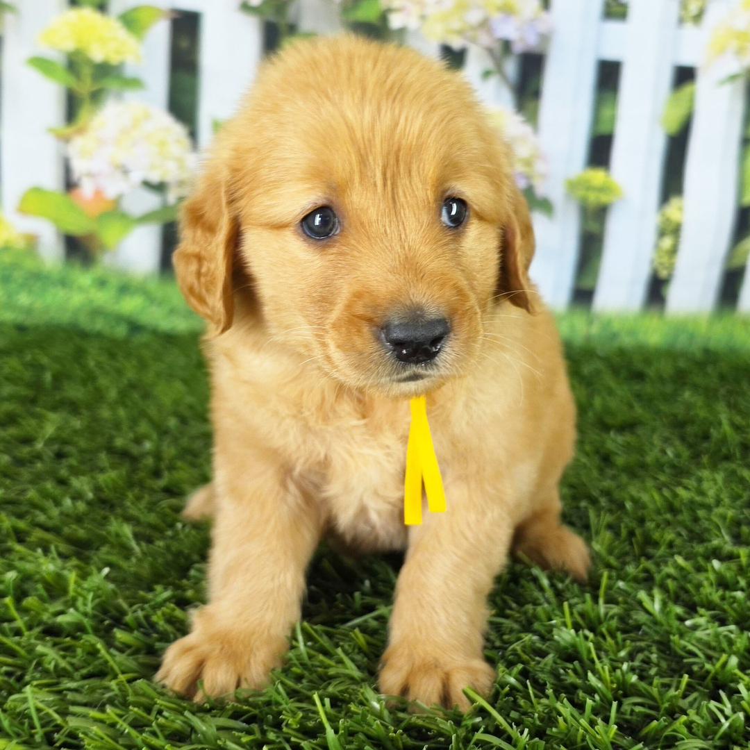 Dachshund Puppy 4