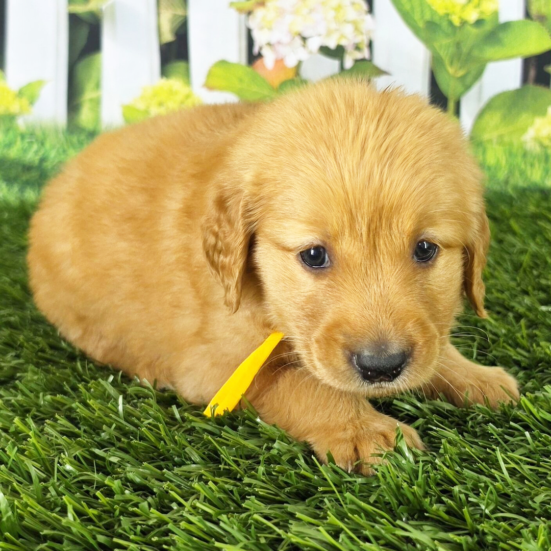 Dachshund Puppy 2