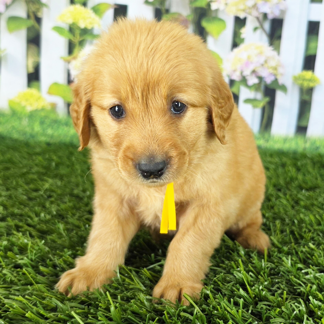 Dachshund Puppy 3